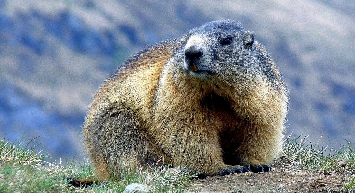 Les marmottes prédisent le printemps hâtif