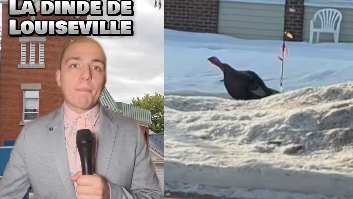 Un humoriste parodie l’épopée de Louiseville en recueillant les commentaires de la dinde noire