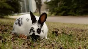 INSOLITE: Invasion de lapins à La Tuque