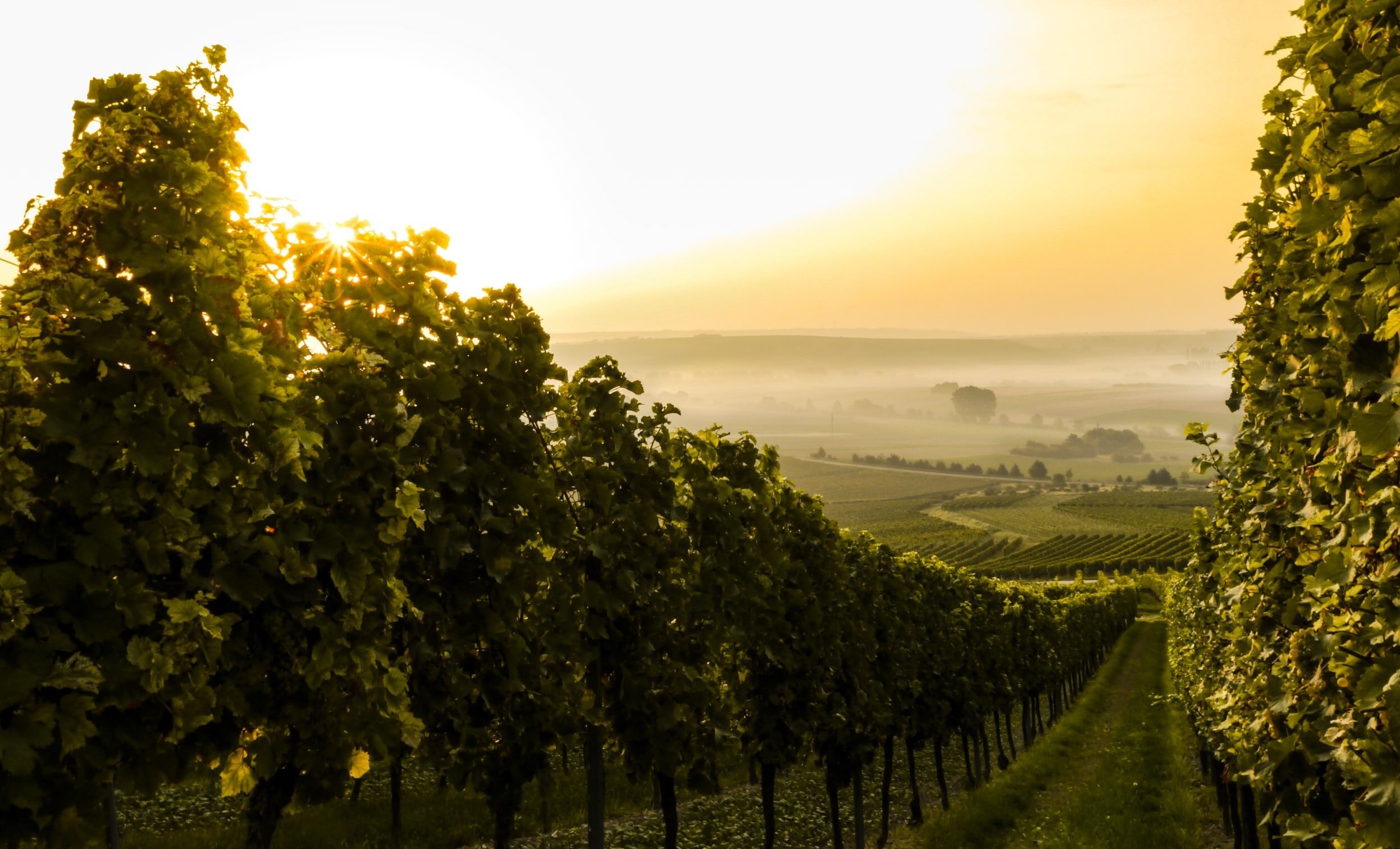 Une nouvelle soirée d’humour voit le jour dans un vignoble!